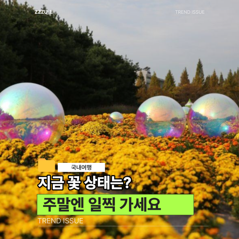 드림파크 국화축제 지금 가보니 꽃 많이 폈어요 주차는 미리 보세요