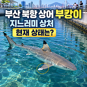 부산 북항 상어 부캉이 지느러미 상처 현재 건강 상태와 구조 현황
