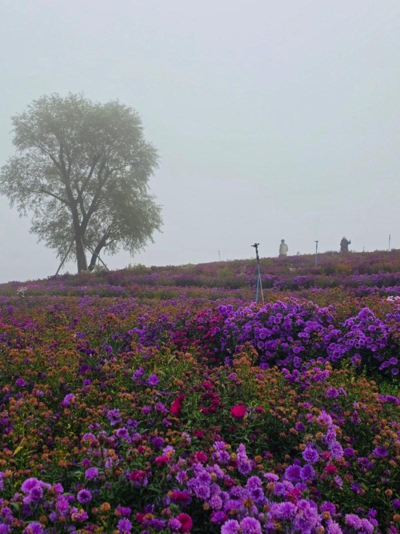 거창 감악산 별바람언덕 10월 방문 후기, 축제 끝난 뒤 꽃 상태는?