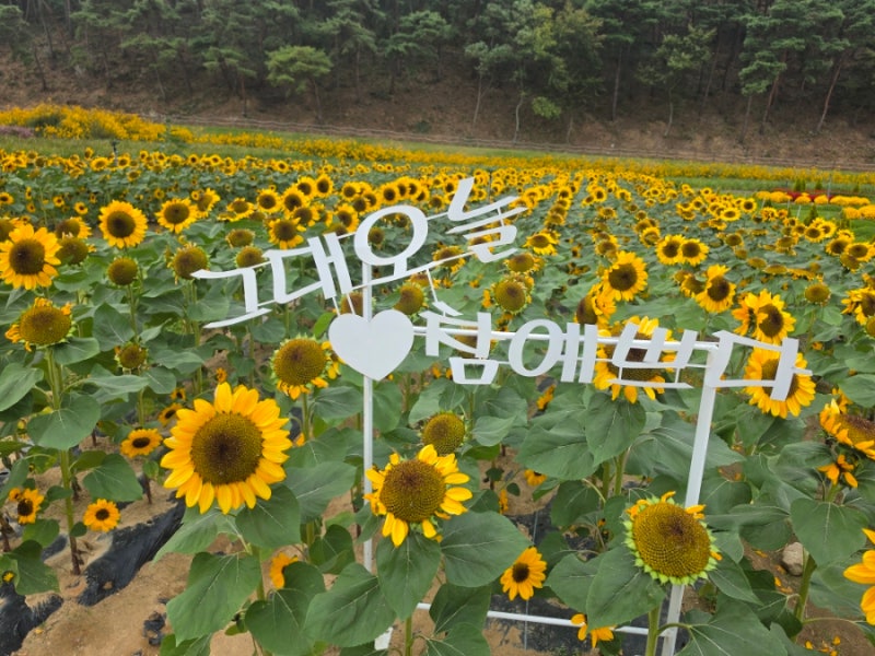 전주 근교 아이랑 가볼 만한 고창 꽃정원 축제 후기