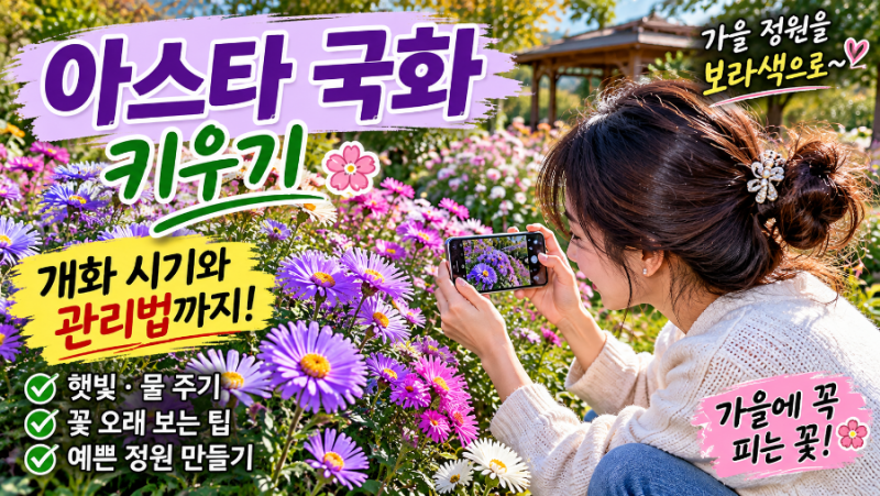아스타 국화 키우기｜가을 정원을 보라색으로 물들이는 꽃, 개화 시기와 관리법