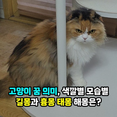 고양이 꿈 의미, 색깔별 모습별 길몽과 흉몽 태몽 해몽은?