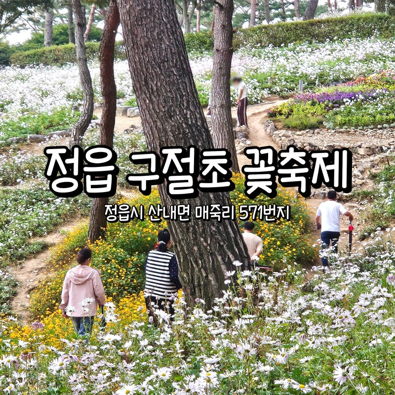 정읍 구절초 꽃축제 마지막 날 방문 여행 가볼만한곳 입장료 주차 꿀팁