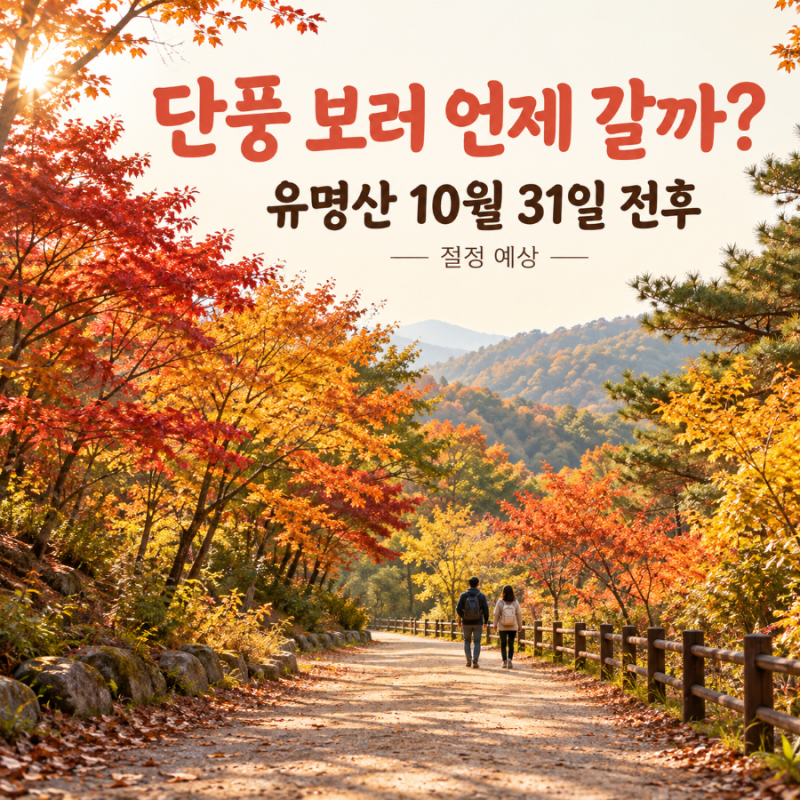 2026 단풍 시기, 유명산은 언제 갈까? 등산 대신 즐기는 휴양림 단풍 여행