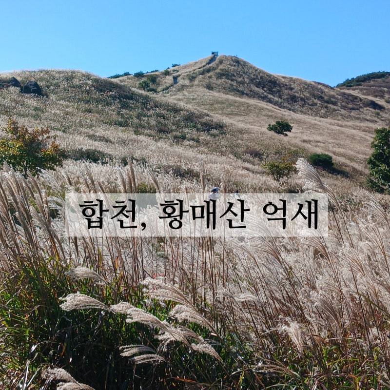 황매산 가을여행ㅣ 억새가 아름다운계절 꼭 가봐야할 곳