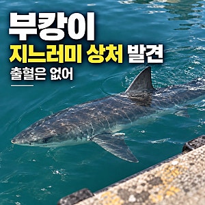 부산 북항 상어 ‘부캉이’ 지느러미 상처 발견…출혈 없다는데 괜찮을까?