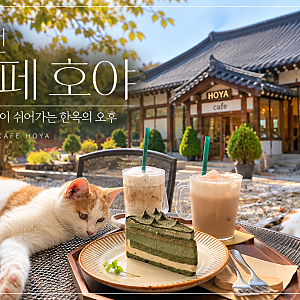이천 카페 호야 한옥보다 더 반했던 뒷마당 고양이들 사심체우기, 아이들과 쉬어가기 좋은 ....
