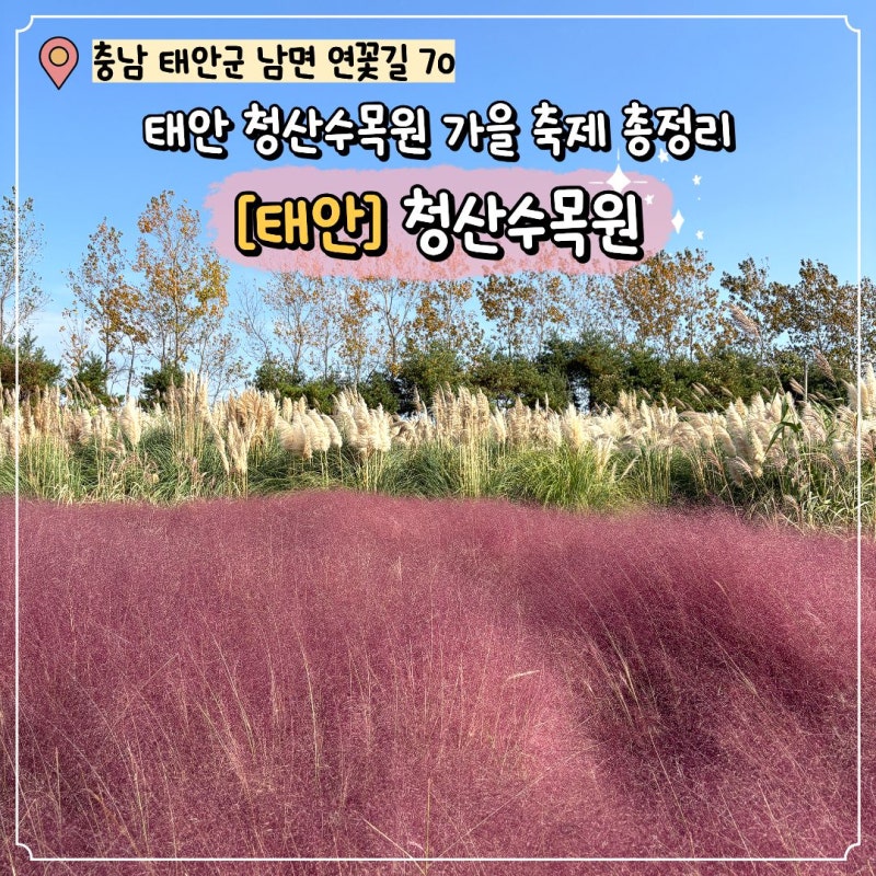 태안 청산수목원 핑크뮬리 팜파스 축제 위치 주차 입장료 총정리