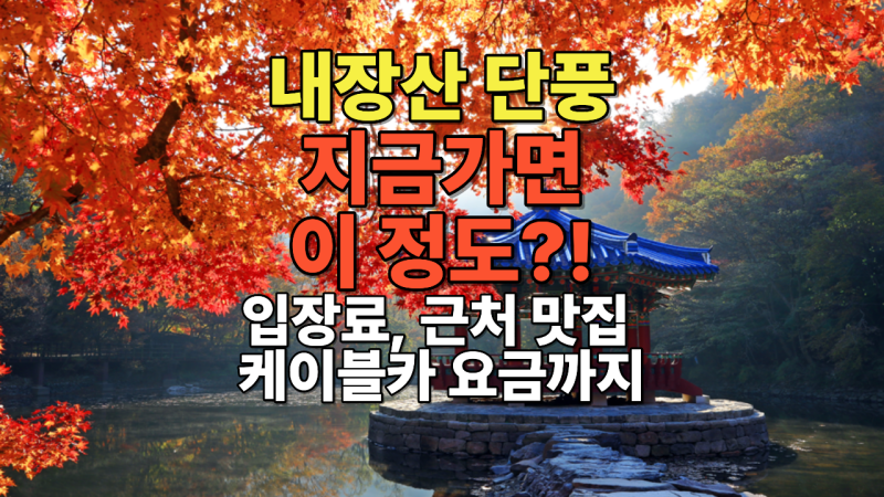 내장산단풍 지금 가면 이 정도｜입장료·케이블카 요금 총정리
