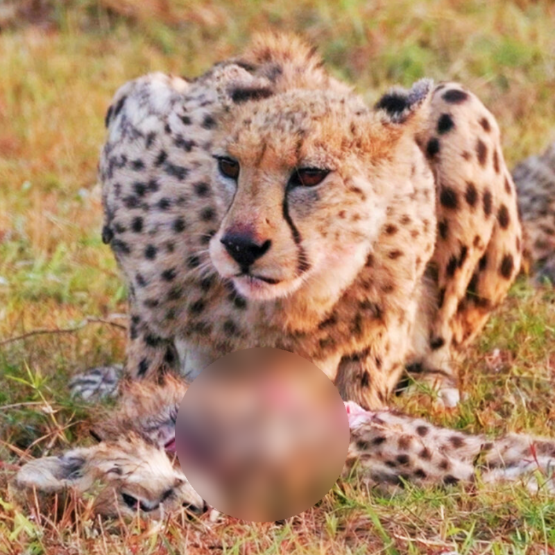 "충격" 죽은 새끼를 먹고 있는 어미 치타 이번이 처음이 아니라구요?