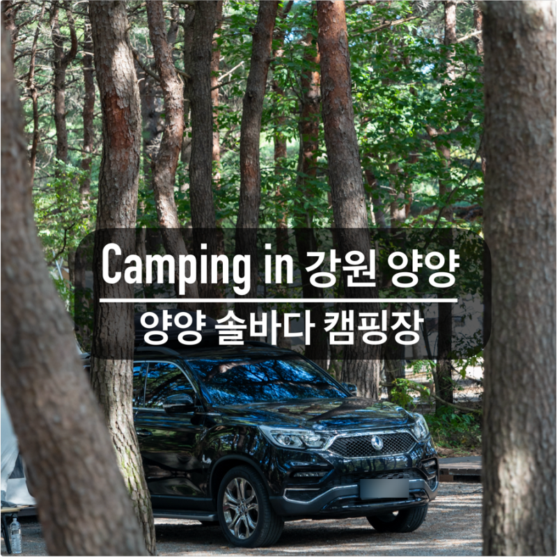 솔밭에서 즐기는 여유로운 캠핑 [양양 솔바다 캠핑장] 동해바닷가 소나무 캠핑장 추천