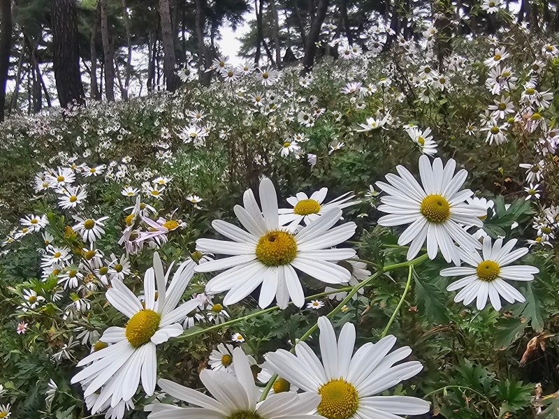 [정읍 가볼 만한 곳] 축제 끝난 다음 날 다녀온 정읍 구절초 지방정원/ 무료입장& 한적한 가을....