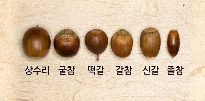 평생 절대 안 헷갈리는 참나무 6형제 이름찾기“상수리 굴떡 먹으러 가시조”