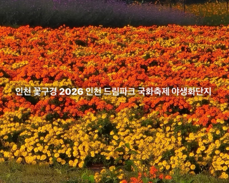 인천 꽃구경 2026 인천 드림파크 국화축제 야생화단지 핑크뮬리 가을 나들이 추천