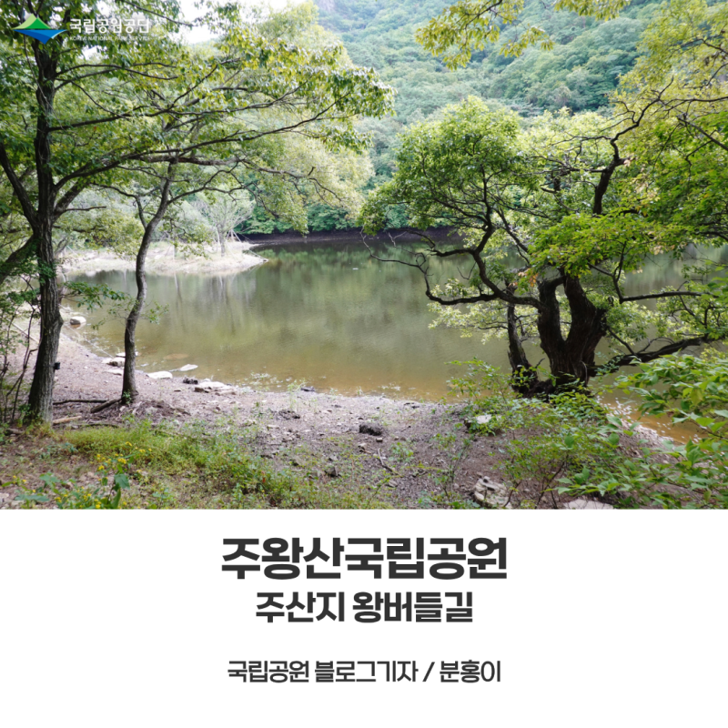 [주왕산국립공원 절골지구] 새롭게 단장 중인 주산지 왕버들길 신상 정보
