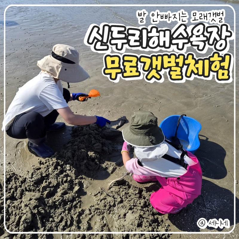 태안무료갯벌체험 태안해루질, 아이와 조개잡이체험하기 좋은 곳 "신두리 해수욕장"