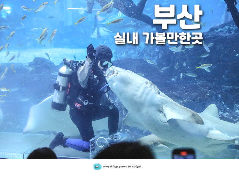 부산 실내 가볼만한곳 비오는날 데이트 해운대 아쿠아리움 놀거리