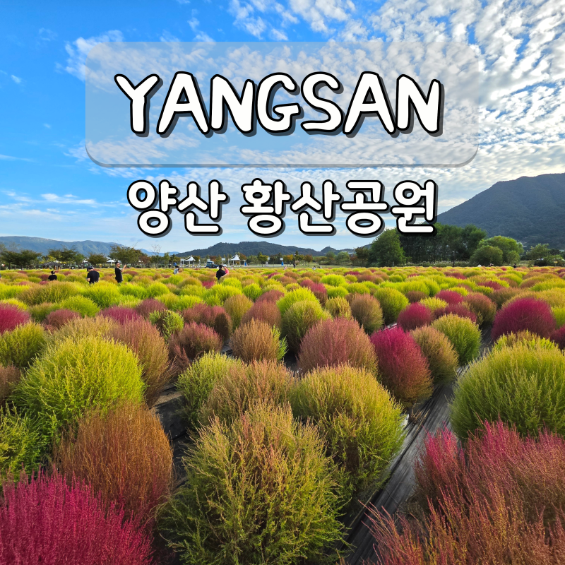 양산 가볼만한곳 황산공원 댑싸리 부산 근교 여행지 가을 꽃구경