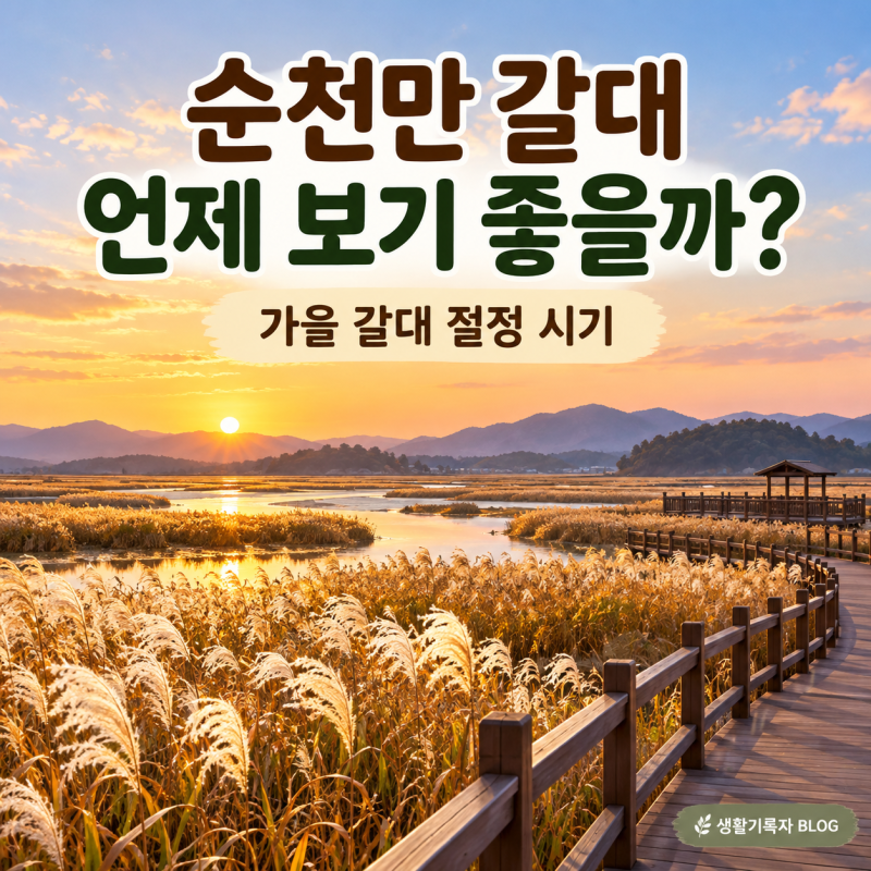순천만습지 갈대 언제 보기 좋을까?｜가을 갈대 절정 시기