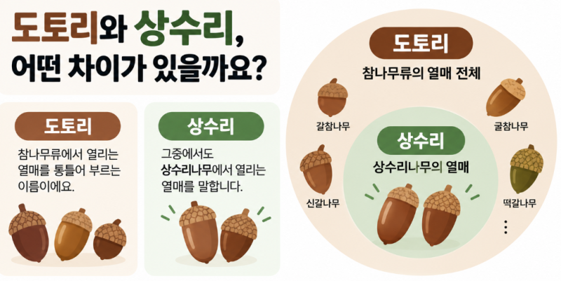 도토리와 상수리 차이, 알고 보면 이렇게 다릅니다!