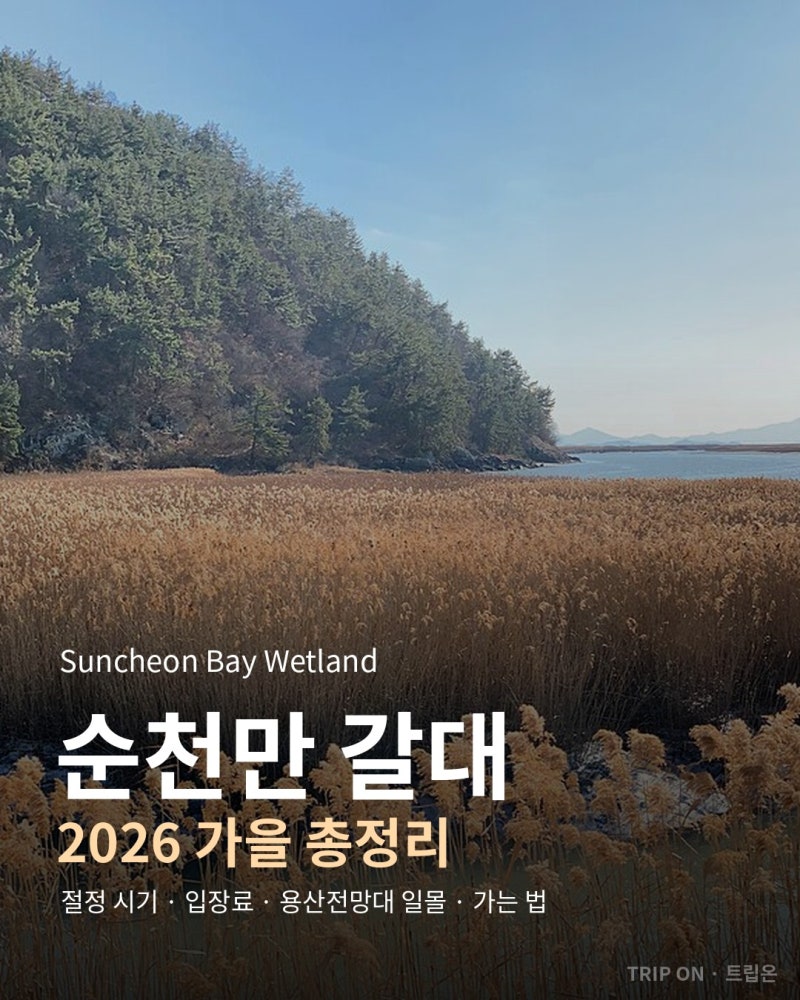순천만 갈대 절정 시기 2026 | 입장료·용산전망대 일몰·스카이큐브·주차 총정리
