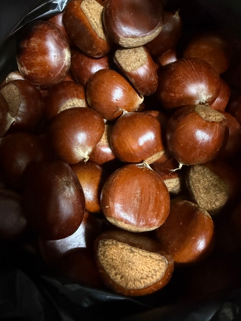 공주 옥광밤 단단하고 맛있어요. 생으로도 먹고 쪄서 먹고 있어요