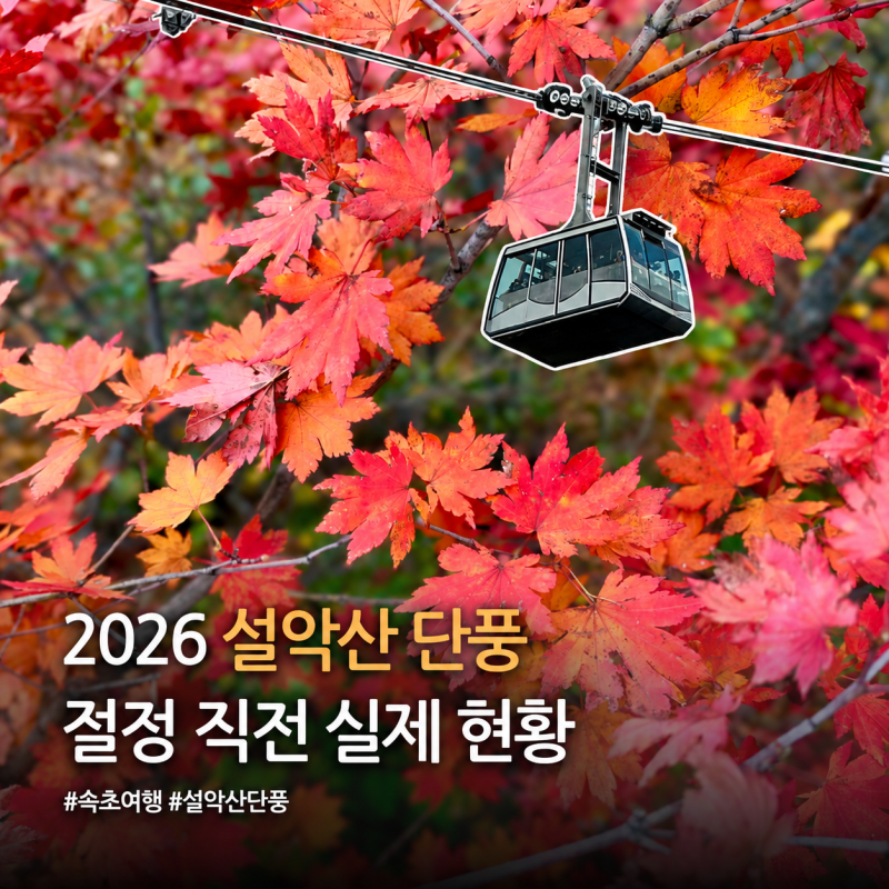 2026 설악산 단풍 현황 절정 직전 권금성 케이블카 주차 대기시간