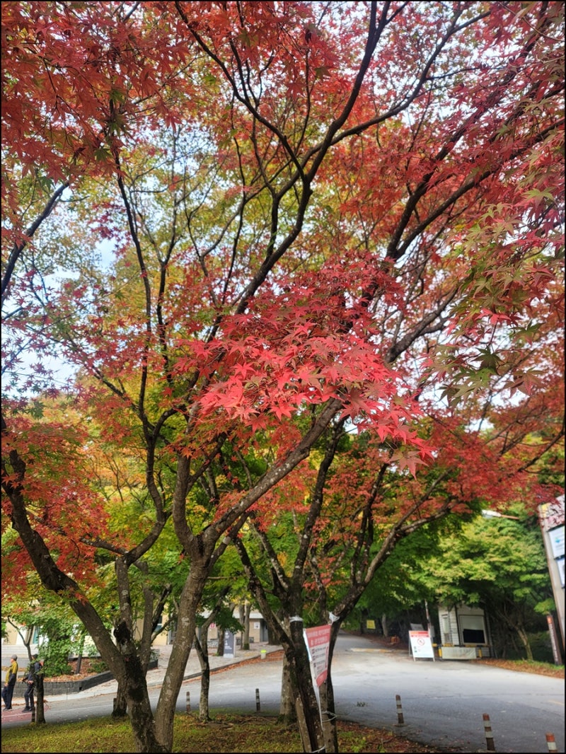 2026년 내장산 단풍시기 언제일까? 애기단풍 명소 3.