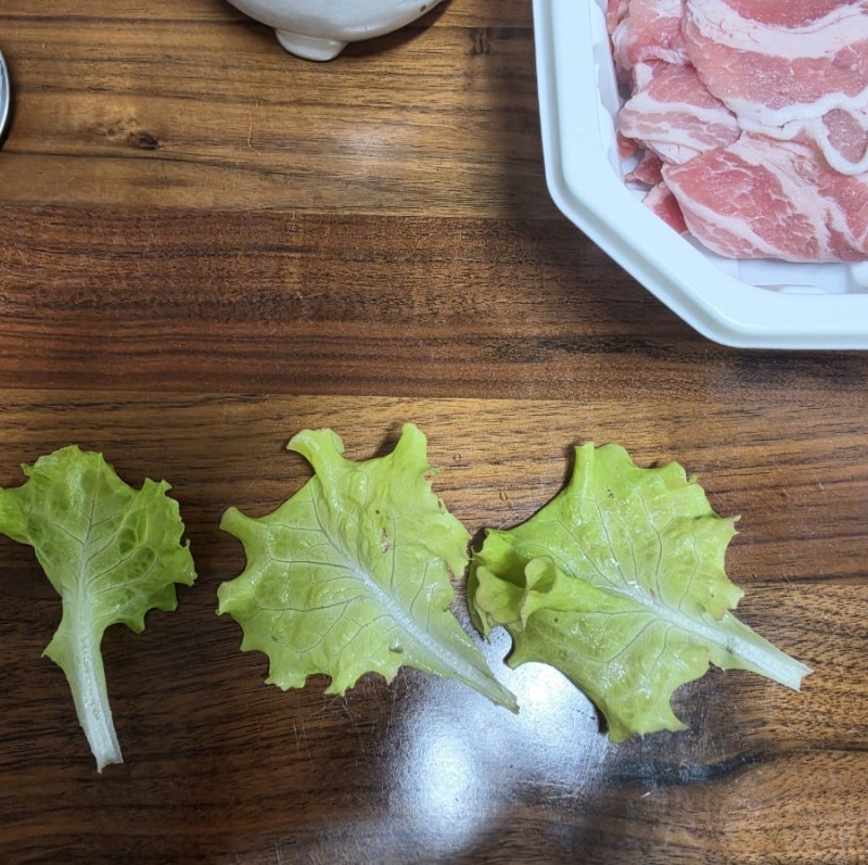 [아쿠아포닉스 일기] 2주차 어항 위 상추 첫 수확의 감격! 제미나이가 찾아준 애벌레 습격부....