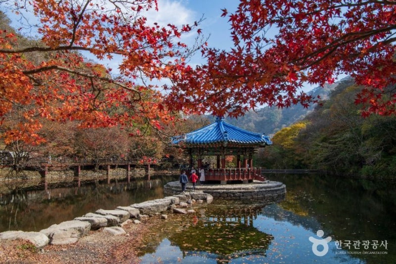 2026 내장산 단풍 시기｜주차장·케이블카·아이와 걷기 좋은 코스