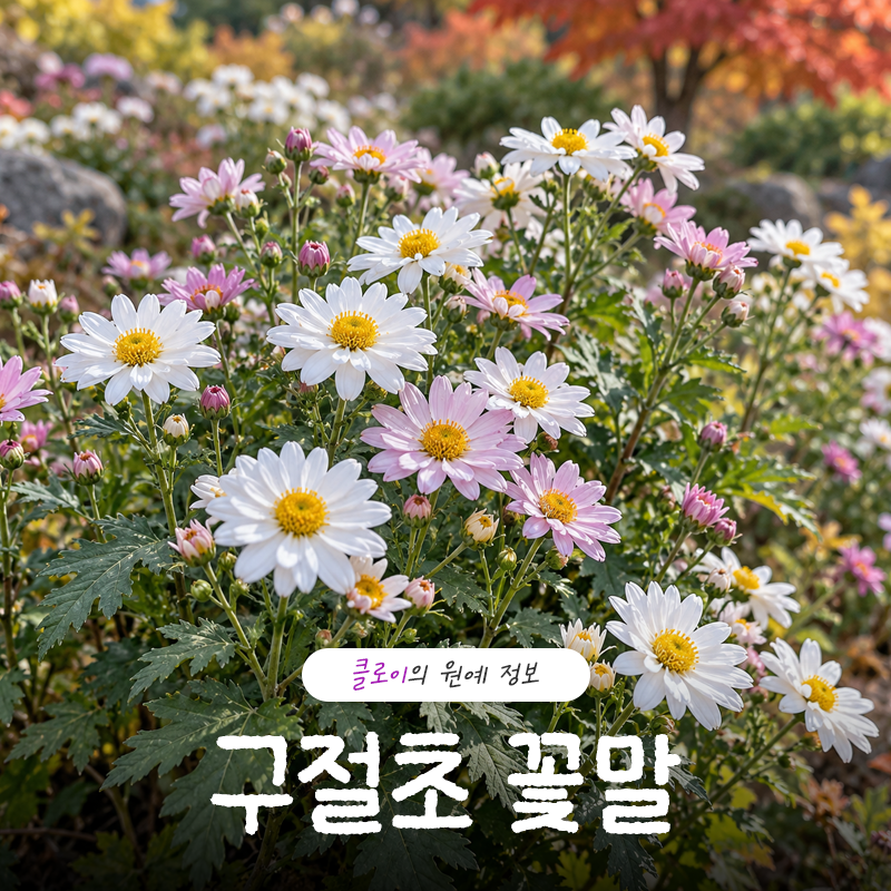 구절초 꽃말과 색깔별 의미, 가을꽃 보기 전 알아두세요