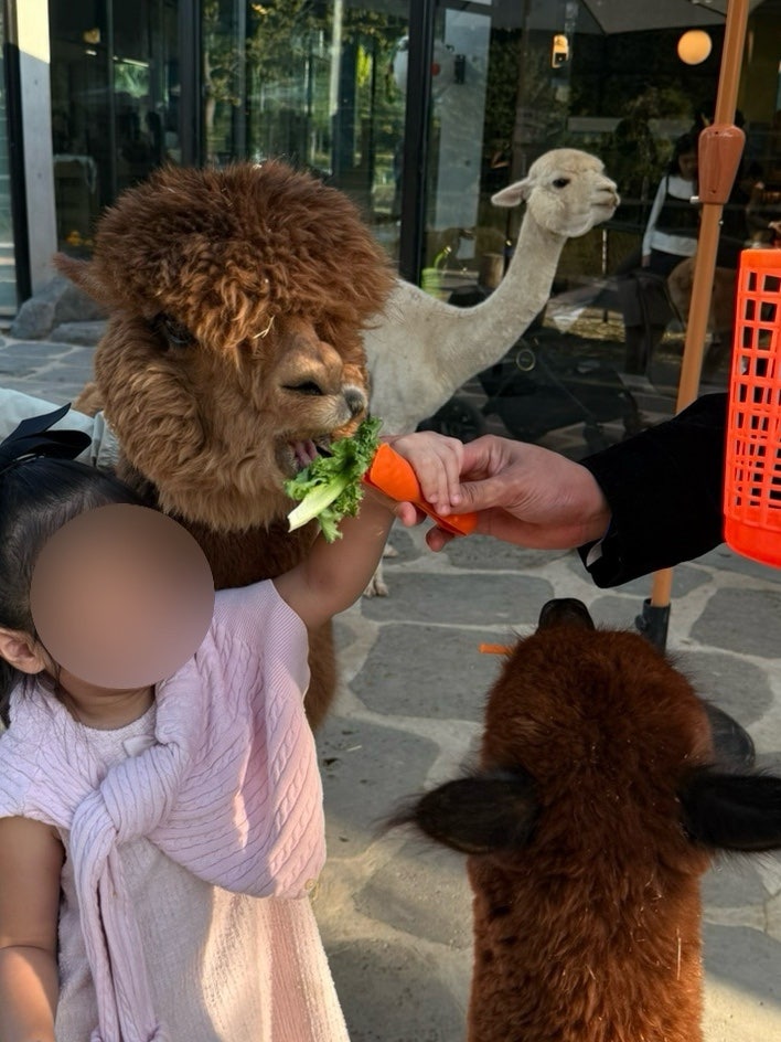 부산 근교에 이런 실내 동물원이 있었다니! 아이랑 동물카페 다녀온 후기