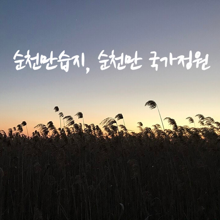 [여행 TIP] 2026 순천만 갈대 _ 순천만습지 일몰부터 국가정원, 스카이큐브 1박2일 여행코스까지
