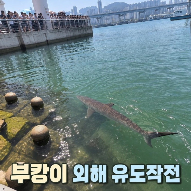 부산 <b>상어 부캉이</b> 3차 외해 유도작업 임박