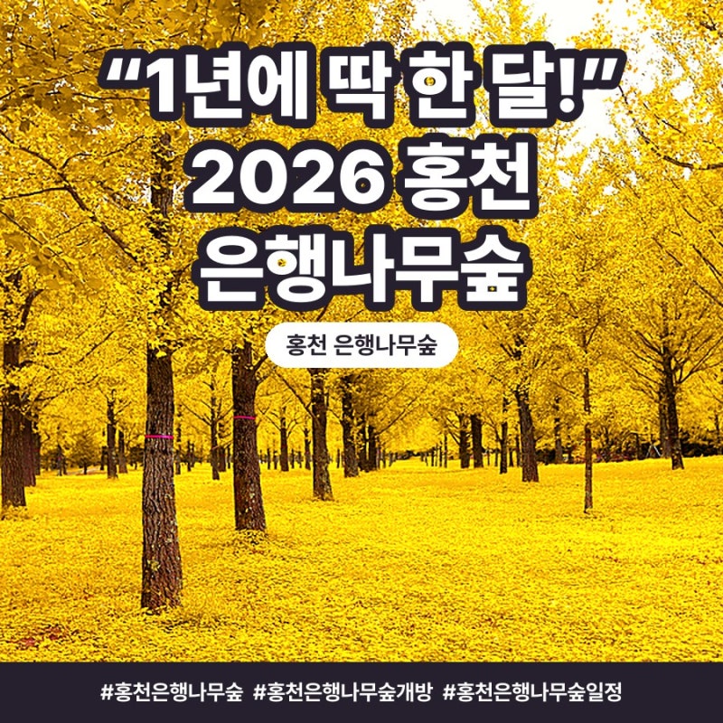 “1년에 딱 한 달!” 2026 홍천 은행나무숲 개방기간·절정·주차 총정리