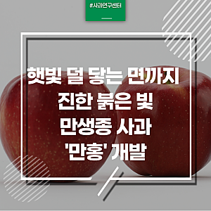 “햇빛 덜 닿는 면까지 진한 붉은빛” 만생종 사과 ‘만홍’ 개발