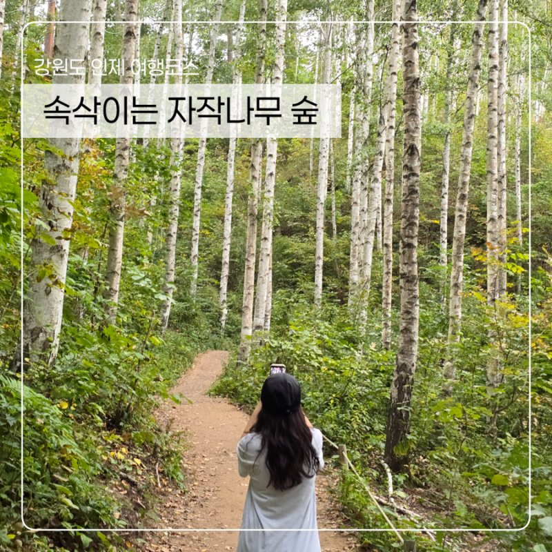 강원도 여행 가볼만한 곳 추천, 인제 자작나무숲 | 무료입장, 주차비 환급 등