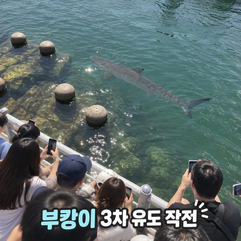 부산 상어 부캉이 3차 외해 유도 임박 이슈 정리