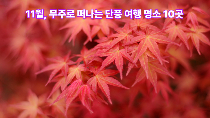 11월, 무주로 떠나는 단풍 여행 명소 10곳