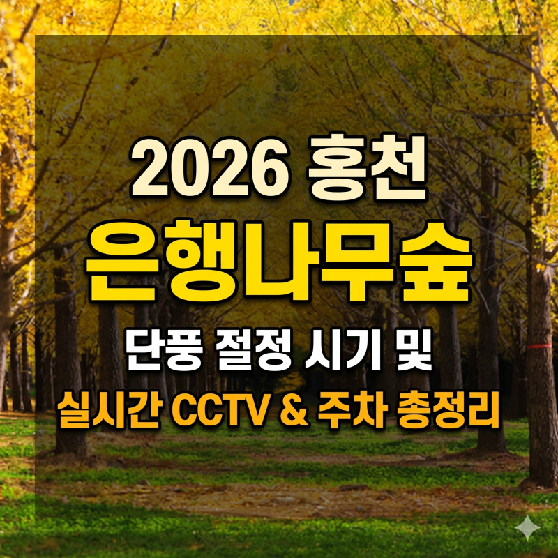 2026 홍천 은행나무숲 단풍 절정 시기와 실시간 CCTV 및 주차 총정리