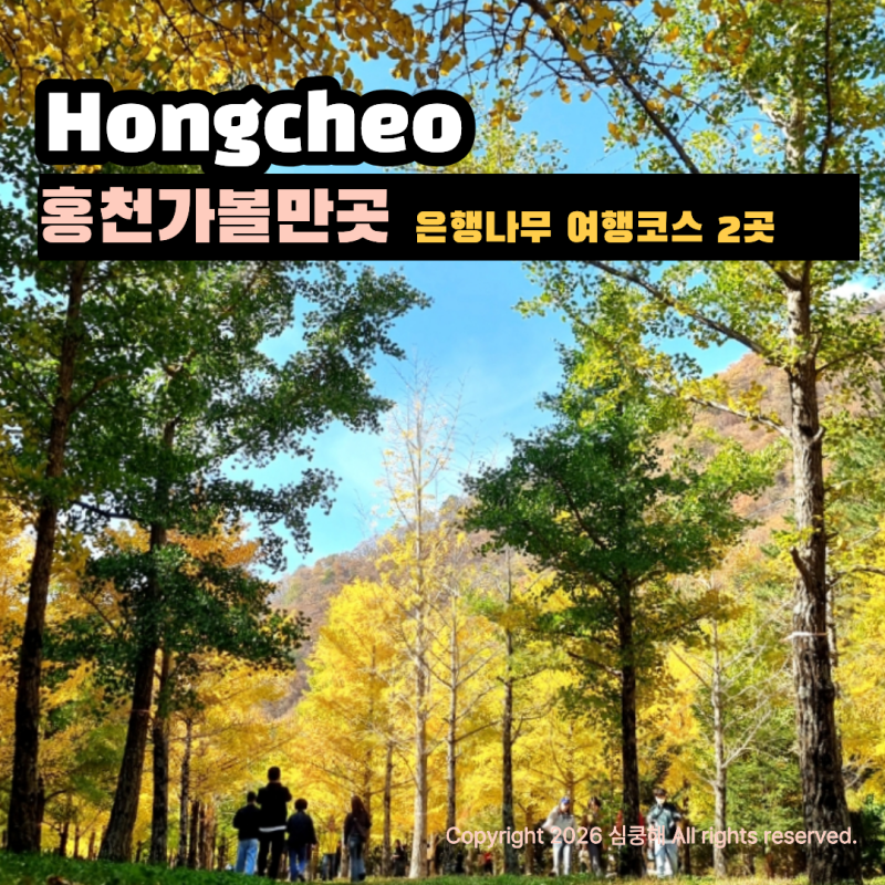 홍천 가볼만한곳 깊어가는 가을, 노란빛 홍천 은행나무숲 & 수타사 산소길 계곡 단풍 여행 : ....