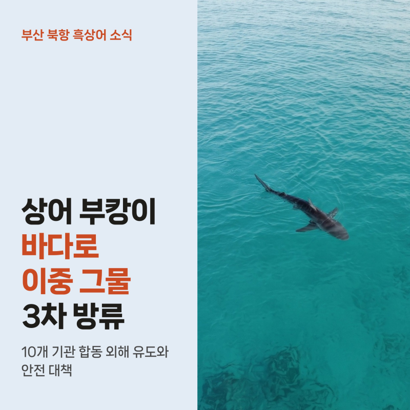 부산 상어 부캉이 21일 3차 바다 방류, 이중 그물과 폰툰 투입 작전