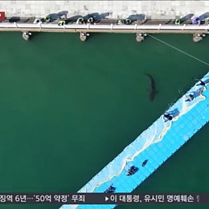 상어 ‘부캉이’ 방류 유도로 북항 수로 탈출…3차 유도작업 끝 바다 방향 이동 성공