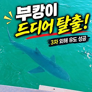 부캉이 3차 외해 유도 성공! 9시간 만에 수로 탈출, 부산 북항 상어 근황