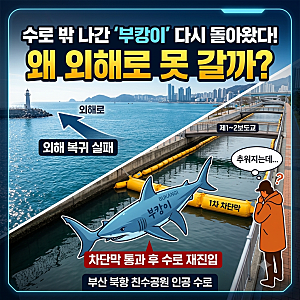 3차 유도작업으로 나간 상어 '부캉이' 다시 돌아왔다… 부산 북항 인공 수로 재진입 소식과 ....