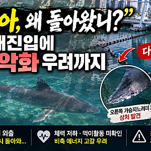 “부캉아, 왜 다시 돌아왔니?” 수로로 돌아온 부캉이…지느러미 상처에 체력 고갈 우려까지