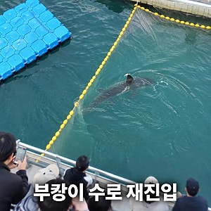 부캉이 재진입 수로로 돌아온 이유와 현재 상황