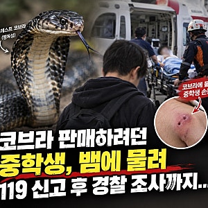 코브라 팔다 손등 물렸다”… 14세 중학생, 119 신고했다가 경찰 조사까지