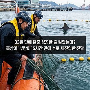 33일 만에 탈출 성공한 줄 알았는데? 흑상어 '부캉이' 5시간 만에 수로 재진입한 전말