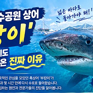부산 북항 친수공원 상어 '부캉이': 외해로 유도했음에도 다시 수로로 돌아온 진짜 이유
